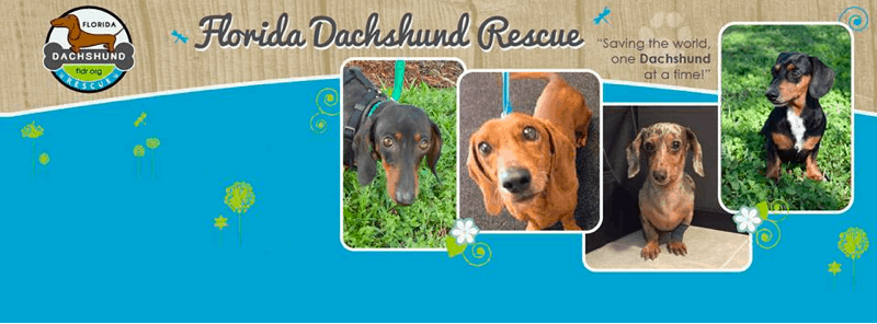 Florida Dachshund Rescue