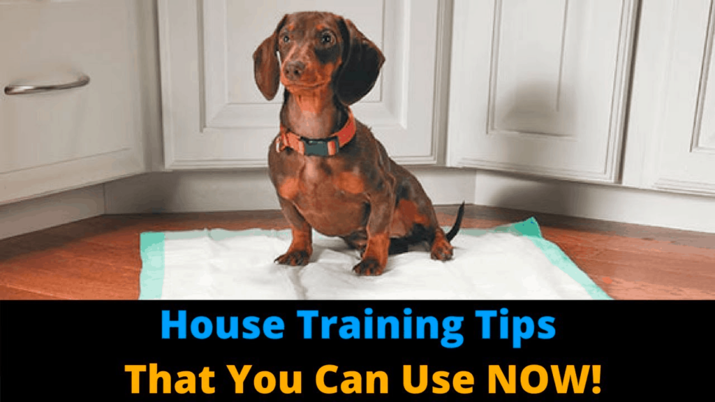 Housetraining dachshund