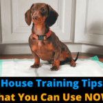 Housebreaking a Dachshund: Basic Tips And Techniques