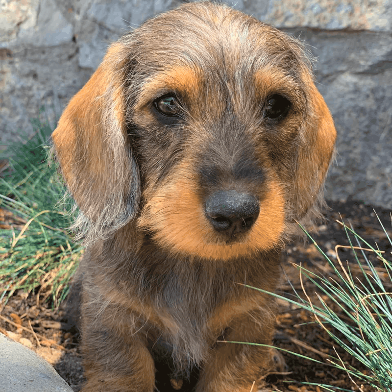 How long wire-haired Dachshund get the full coat