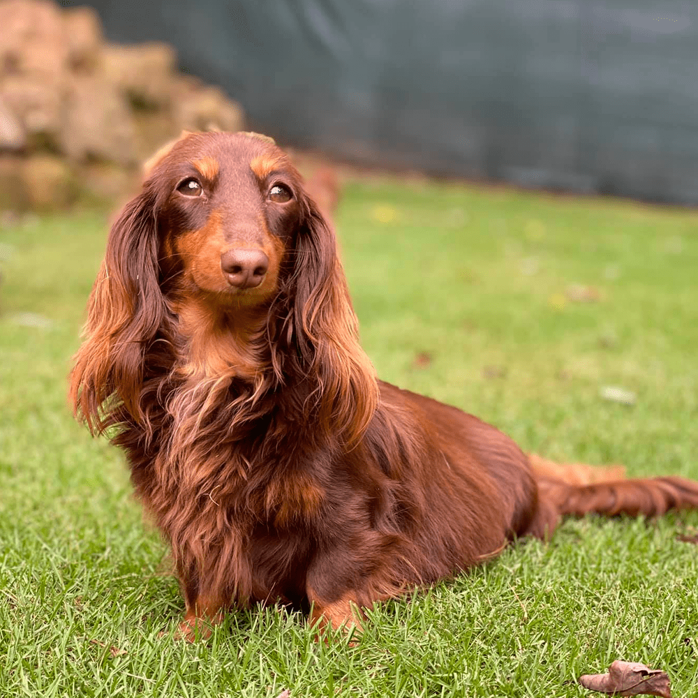 Long Haired Dachshunds: Fun Facts, Health, Care, and Training Tips Long Haired Dachshunds: Fun Facts, Health, Care, And Training Tips