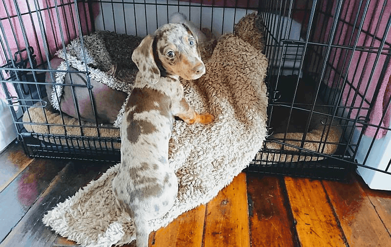 How to crate train dachshund