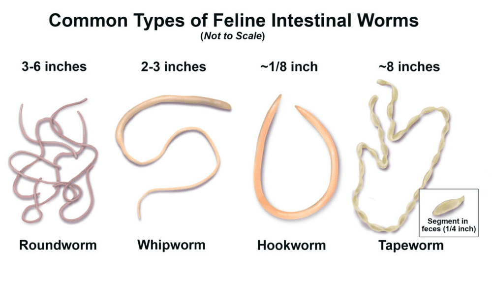 Intestinal Worms Dachshund