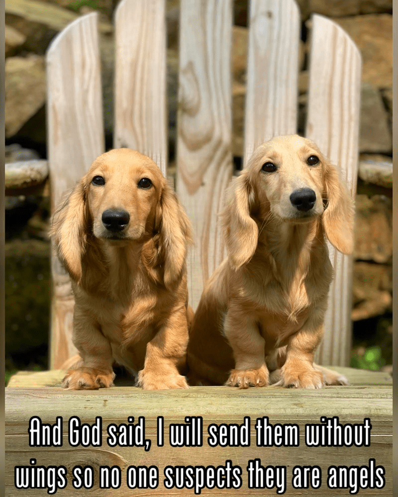 Is Long-haired Dachshund Right for you?