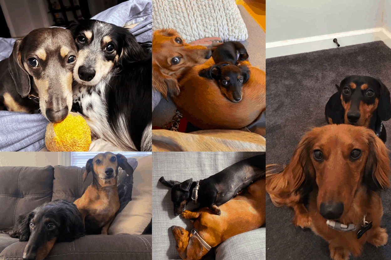 Is it better to have 2 Dachshunds