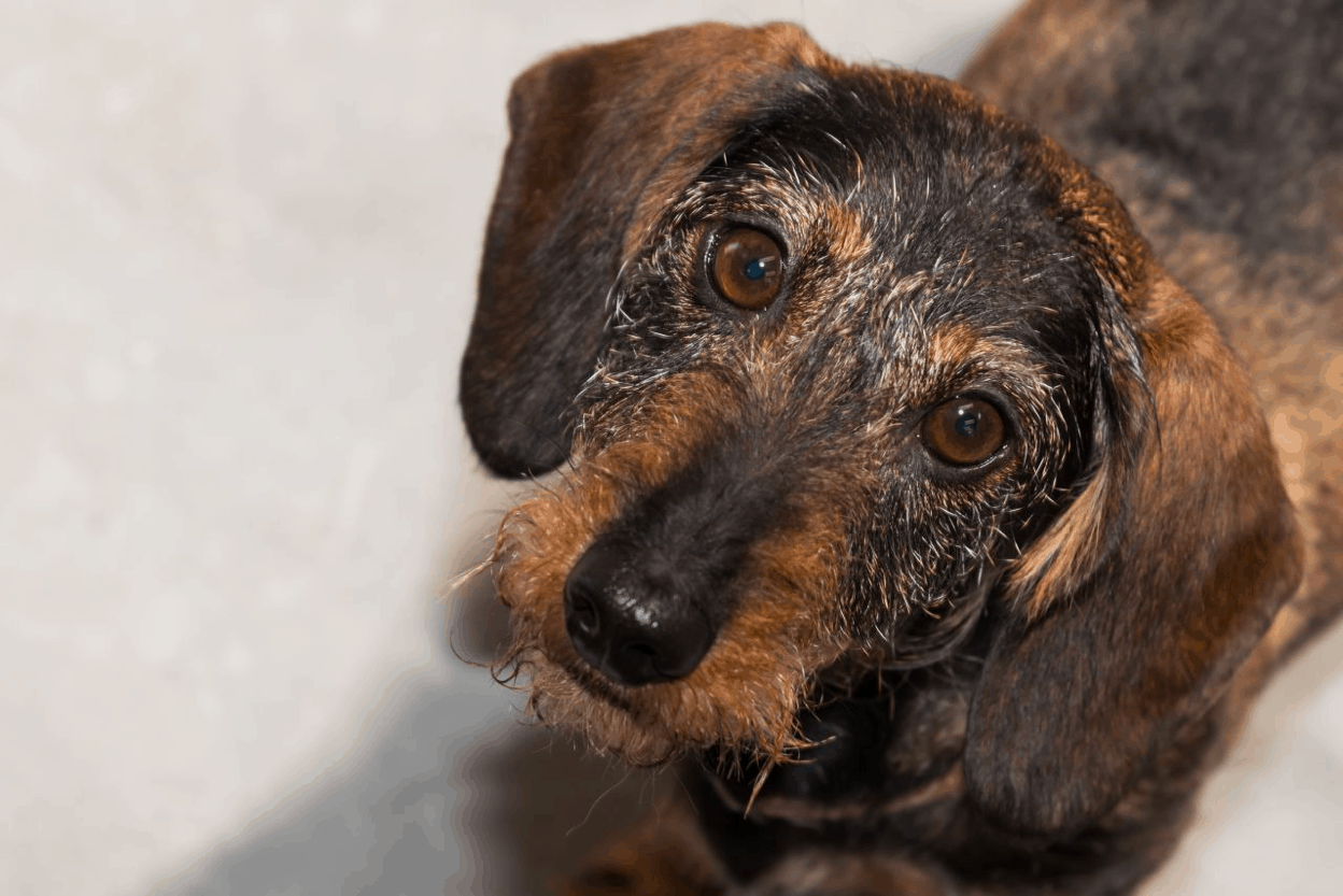 Lafora Disease in Wirehaired Dachshunds