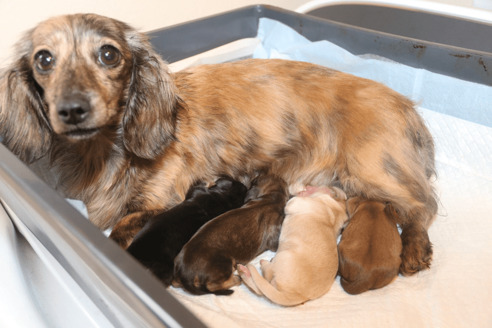 Long Haired Dachshund Breeder