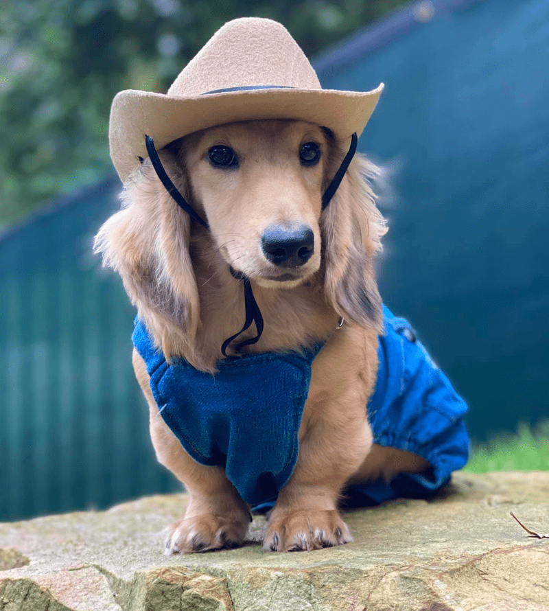 Long-Haired Dachshund Health Problems