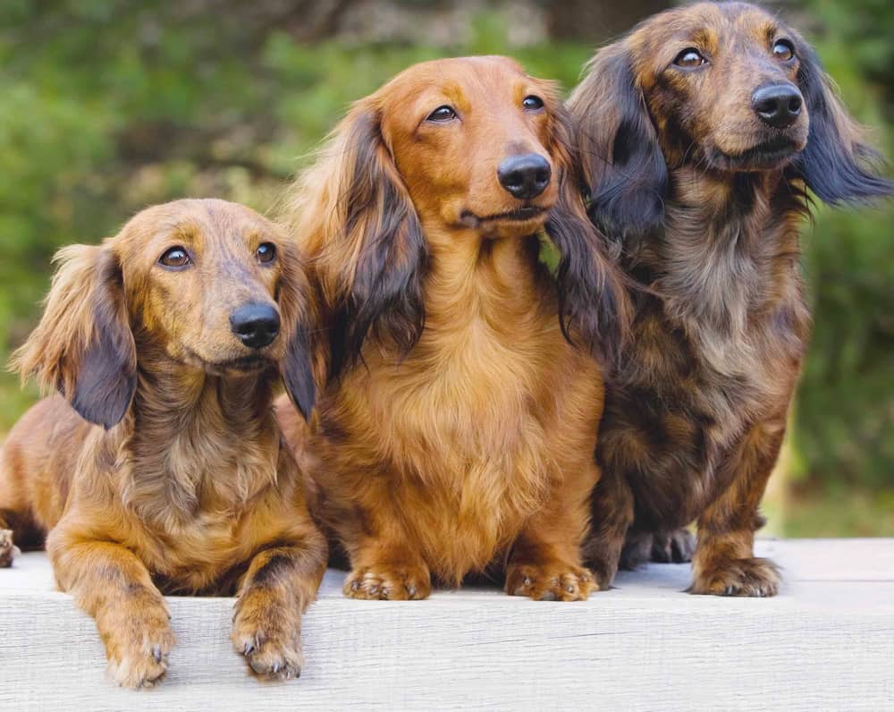 Long Haired Dachshund