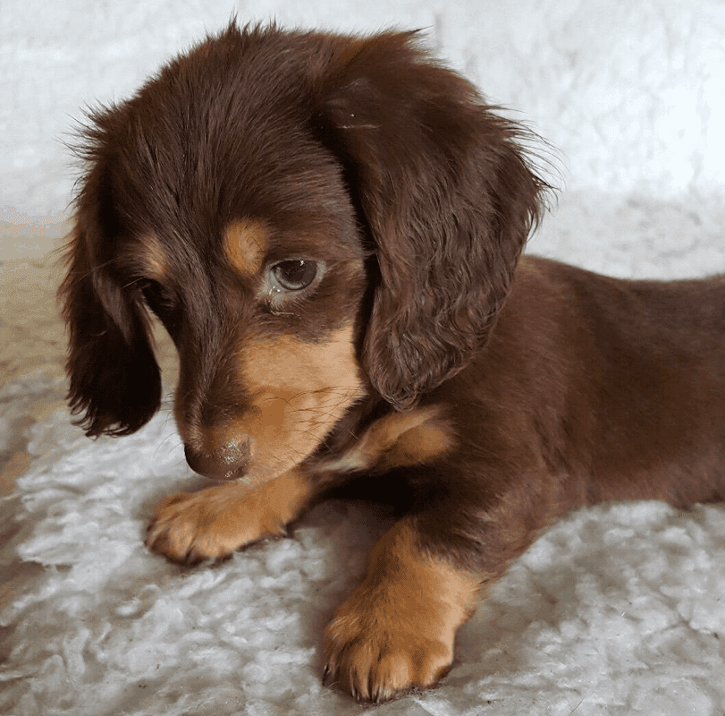 Long haired Dachshund Puppy