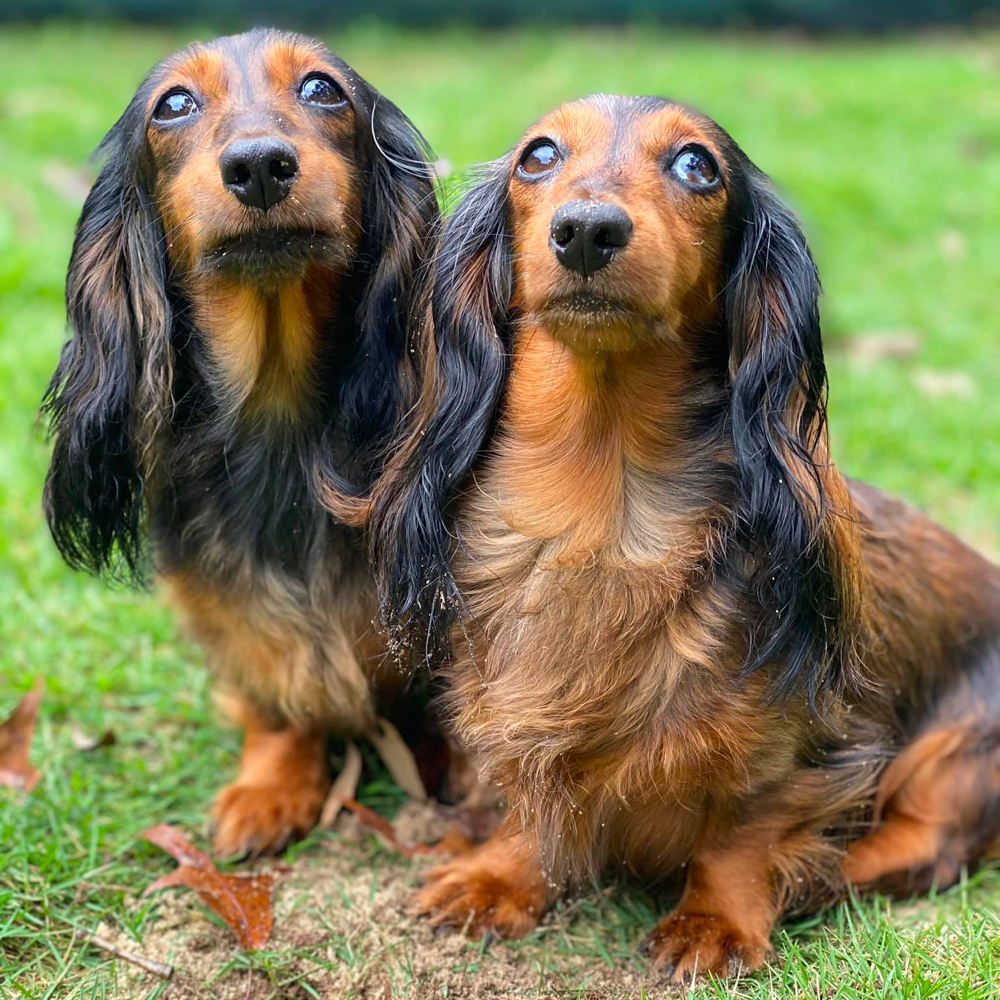 Long-haired Dachshund Temperament