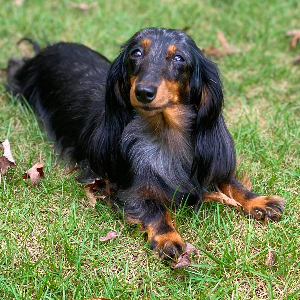 Long Haired Dachshunds: Fun Facts, Health, Care, and Training Tips Long Haired Dachshunds: Fun Facts, Health, Care, And Training Tips