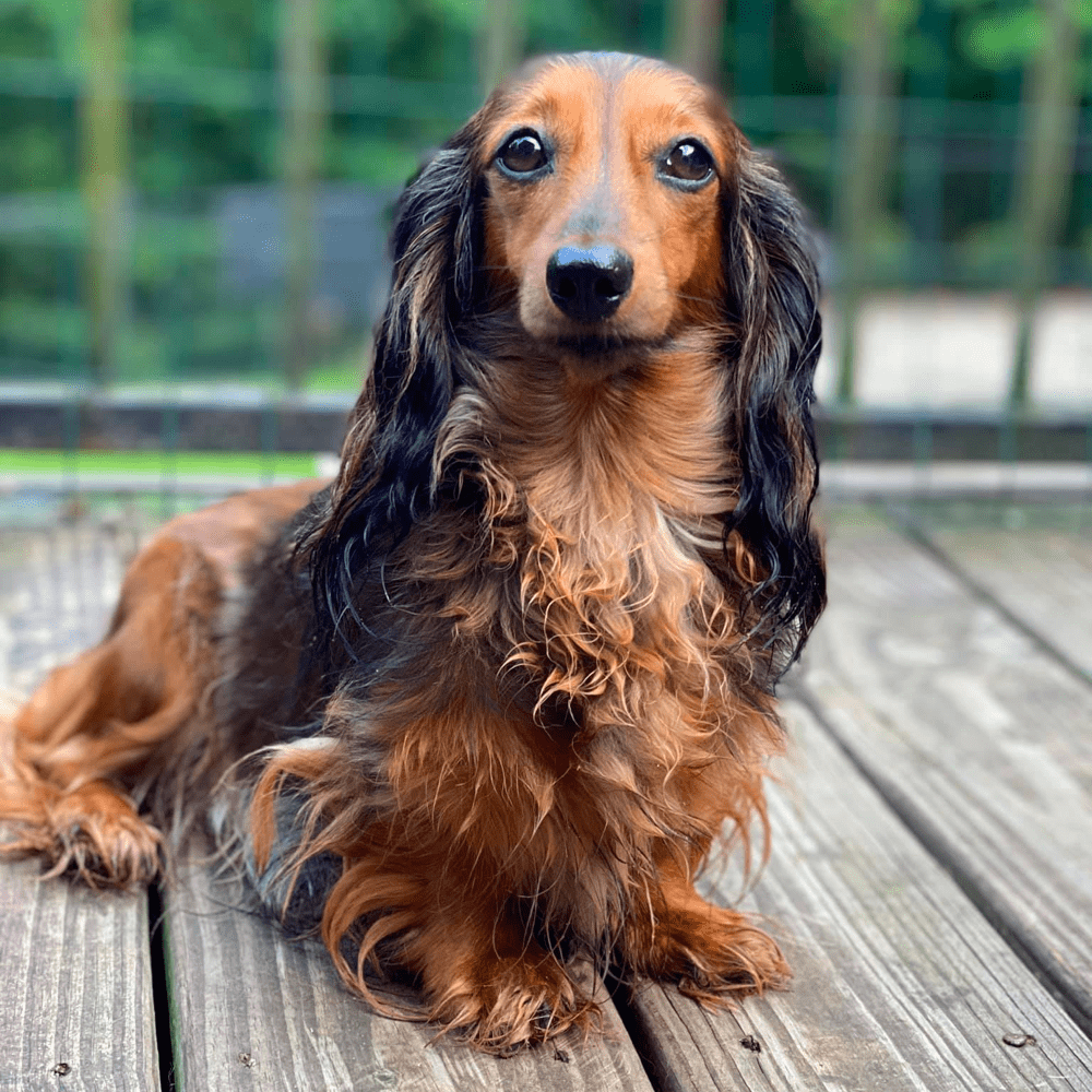 Long Haired Dachshunds: Fun Facts, Health, Care, and Training Tips Long Haired Dachshunds: Fun Facts, Health, Care, and Training Tips