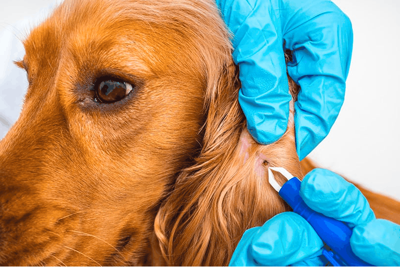 Lyme Disease in Dogs