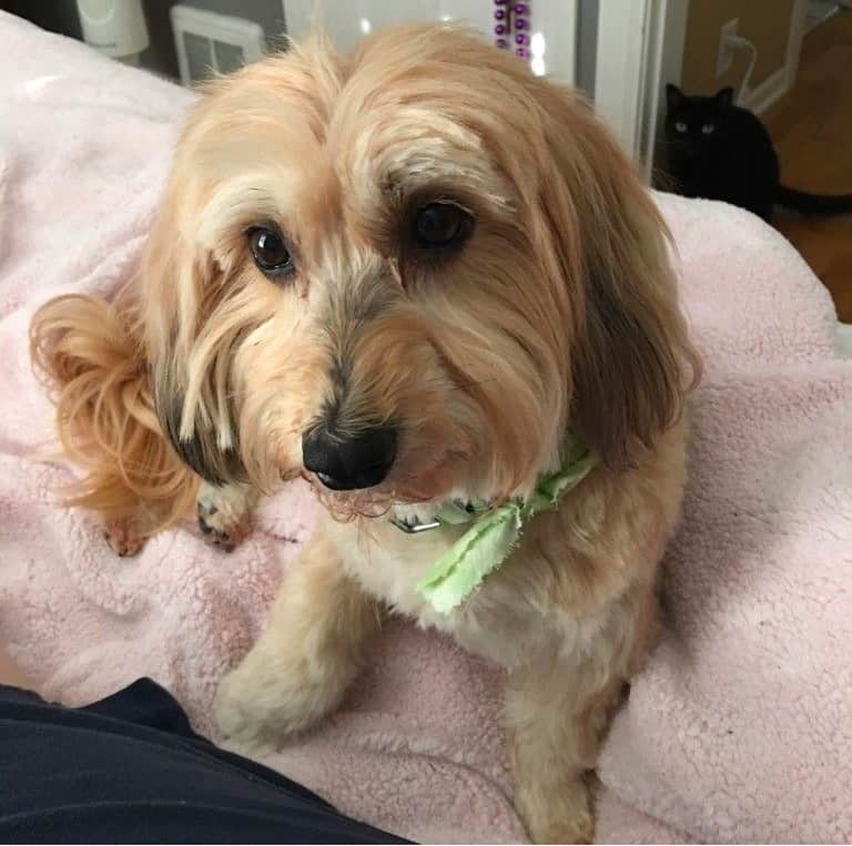 Maltese Dachshund Mix