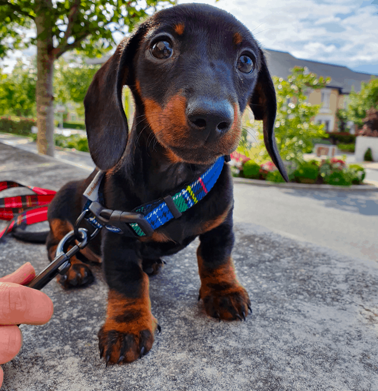 Mini Dachshund Leash Training