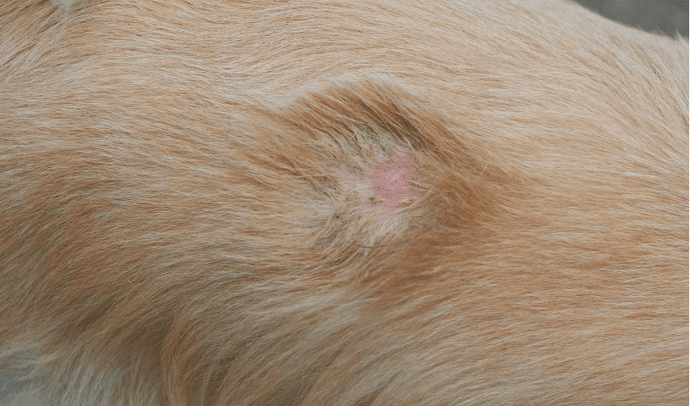 Ringworms in Dachshund