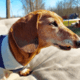 Senior Dachshund 14 years old