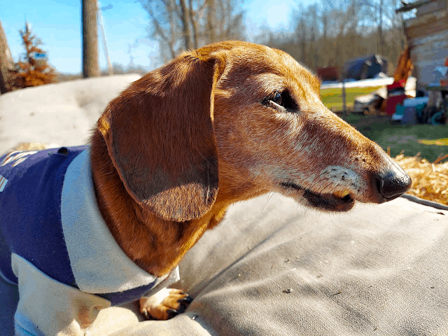 Senior Dachshunds