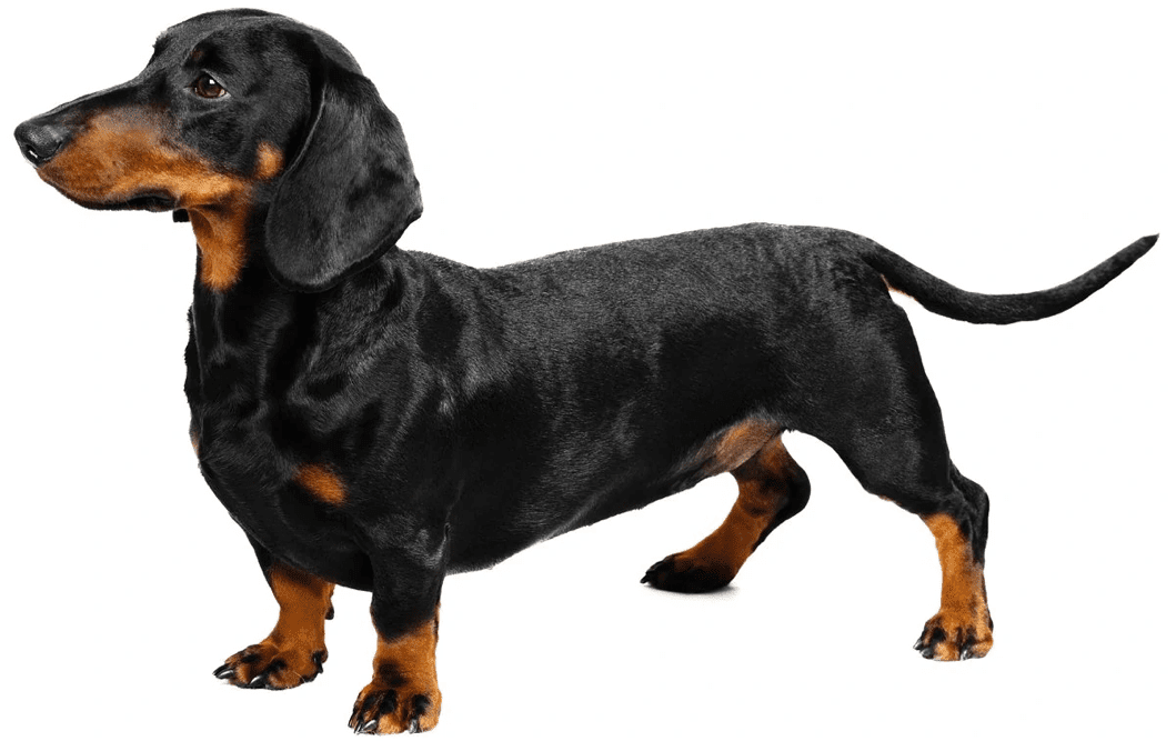 Short Haired Dachshund