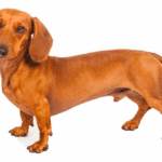 Short Haired Dachshund: All You Need to Know About The Original Wiener Dog