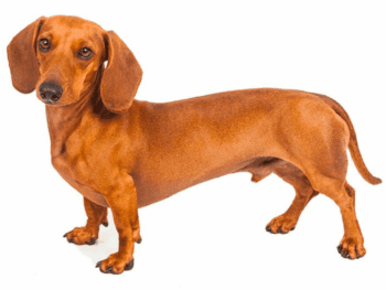 Short-haired-Dachshund