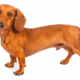 Short-haired-Dachshund