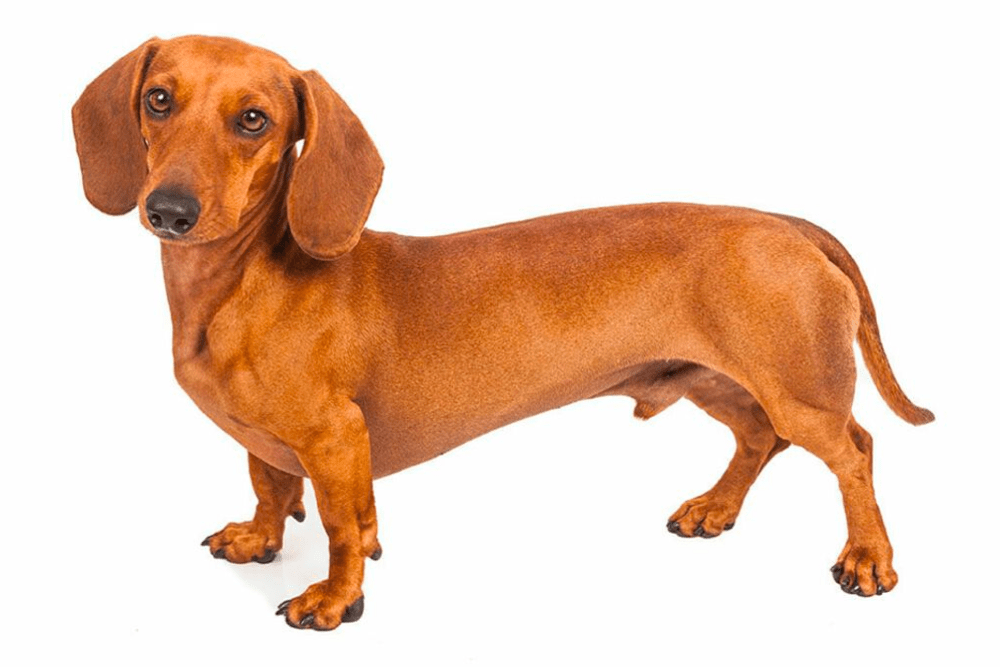 Short Haired Dachshund: Temperament, Health, and Training Tips