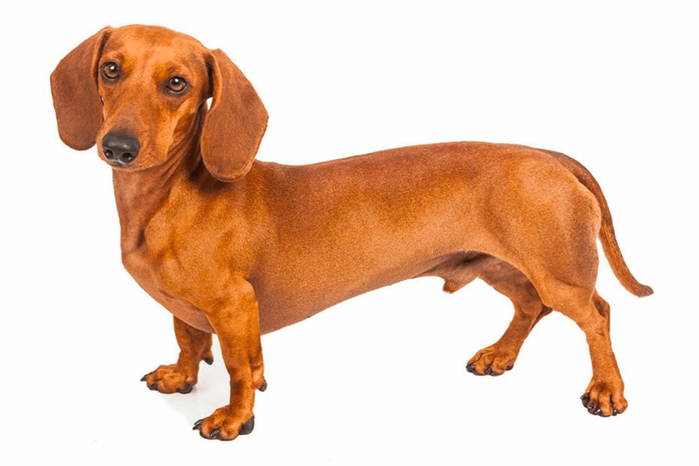 Short-haired-Dachshund