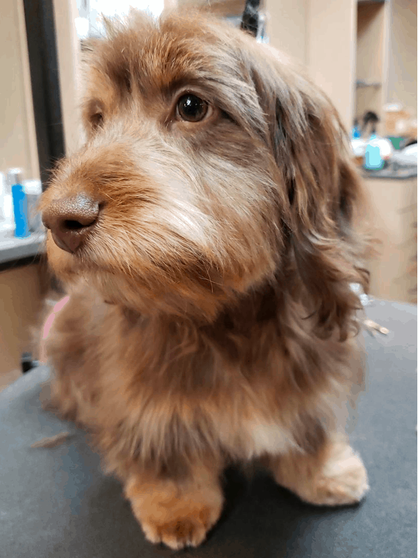 Soft-Wire Coat Dachshund