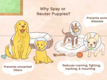 Spaying and Neutering Your Dog