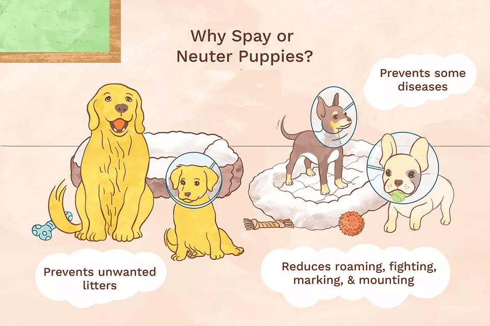 Spaying and Neutering Your Dog