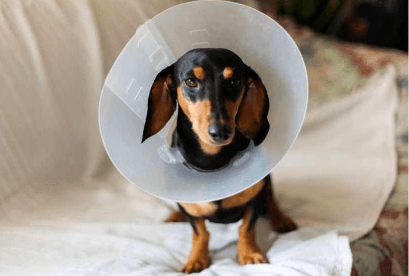 Cone collar for Your Dachshund after Spaying or Neutering