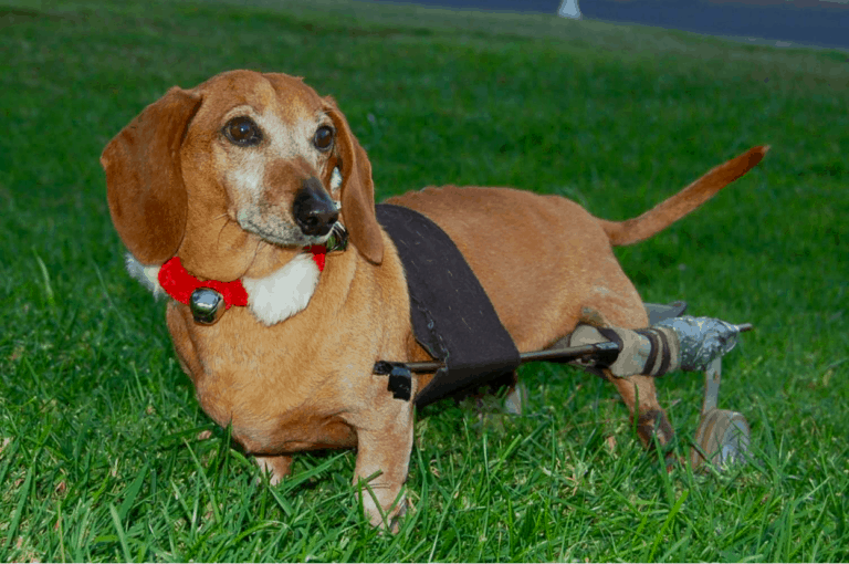 Top 73+ Dachshund Rescue Organizations in USA