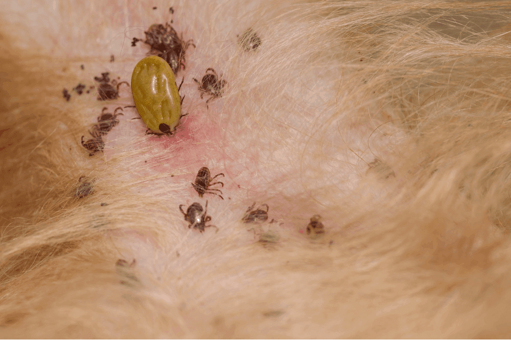 Ticks on Dachshunds
