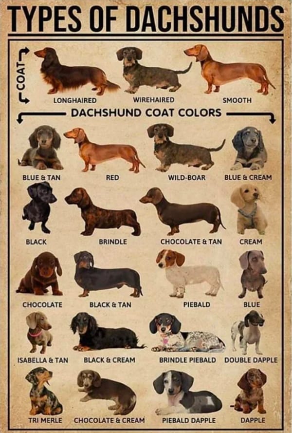 Types of Dachshund