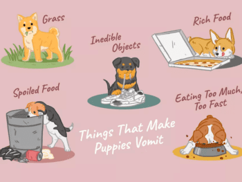 Cause of Vomiting in Dachshund
