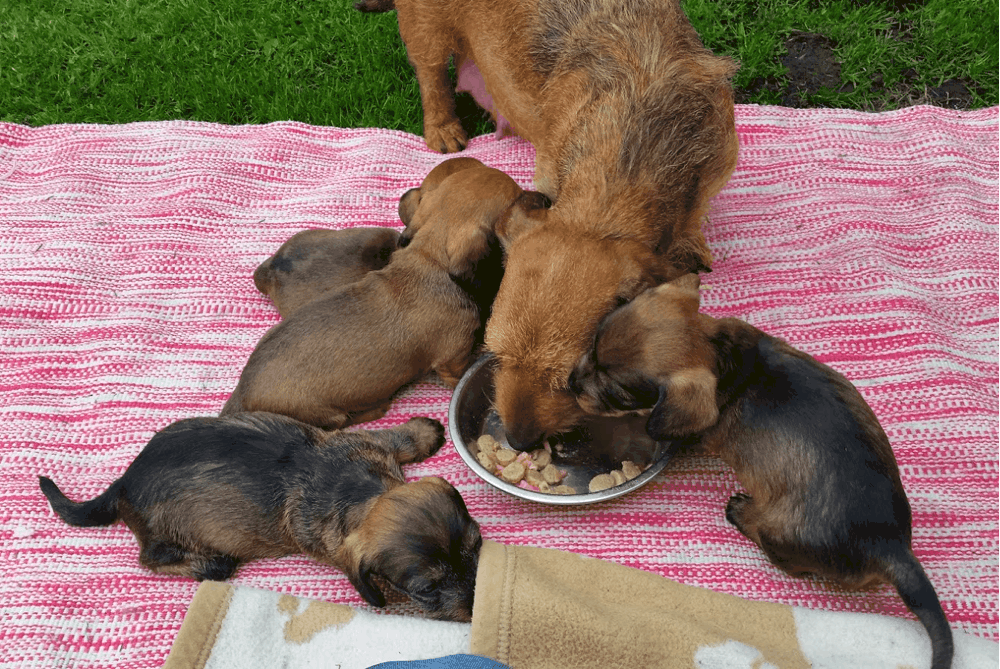 What do Wire-haired Dachshunds eat