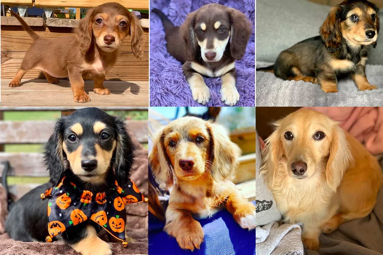 Wiener Puppies