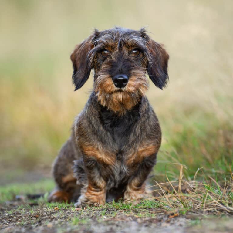 Wire Haired Dachshund Learn About History, Health, and