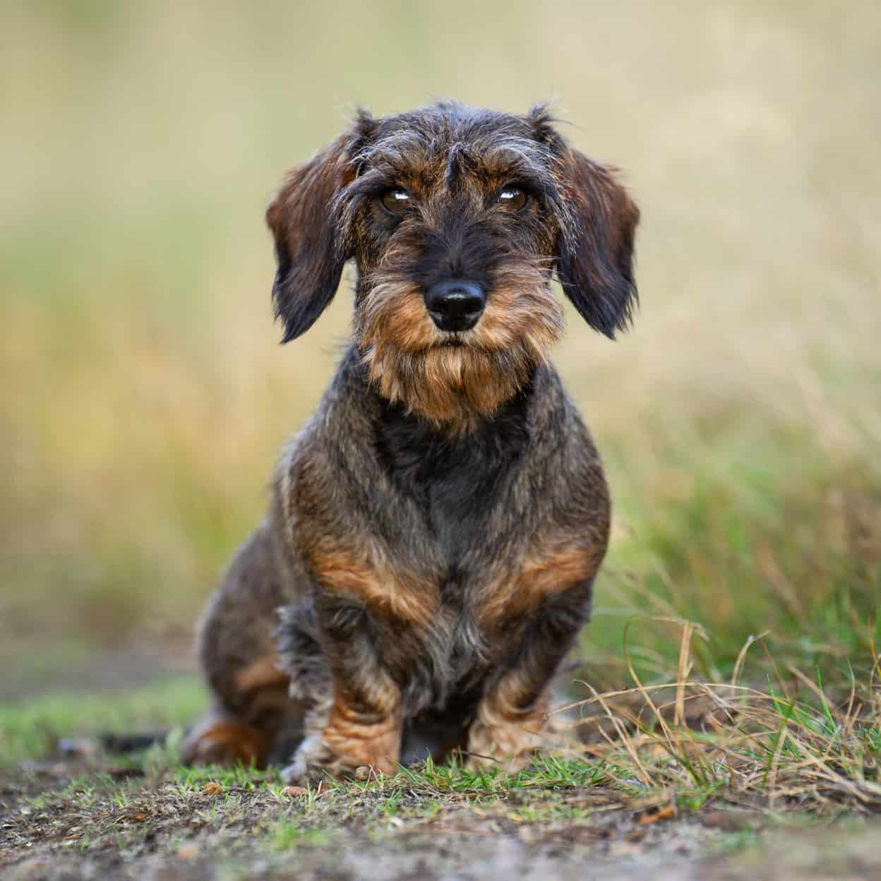 Wire-haired Dachshunds