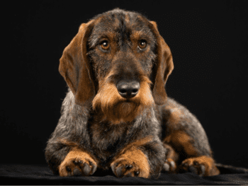 Wire-haired Dachshund