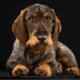 Wire-haired Dachshund