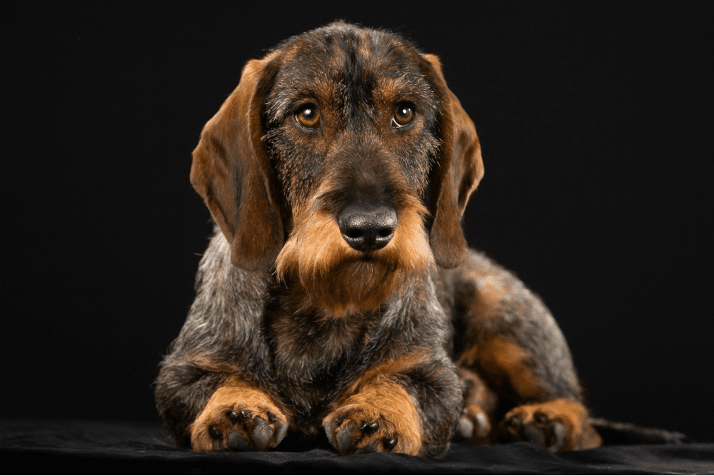 Wire-haired Dachshund