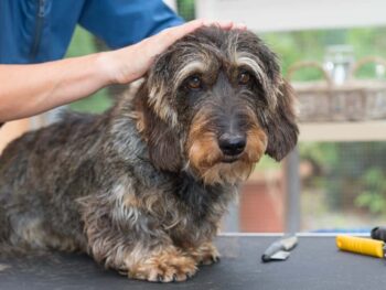 Wire-haired Dachshund Grooming