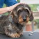 Wire-haired Dachshund Grooming