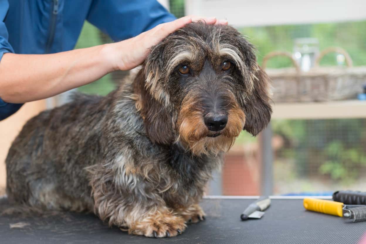 Wire-haired Dachshund Grooming