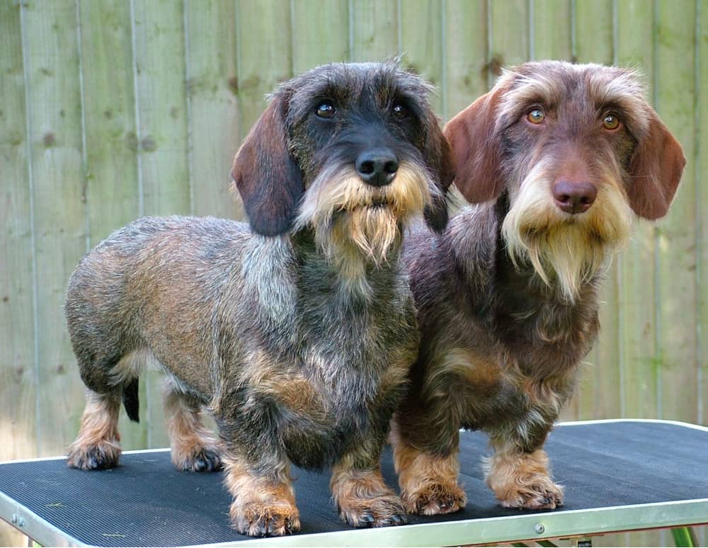 Wire Haired Dachshund Puppies For Sale / Dachshund Puppies