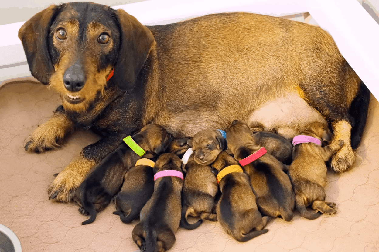 Dachshund Pregnancy & Whelping
