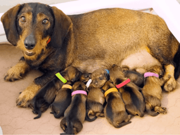 Dachshund Pregnancy & Whelping